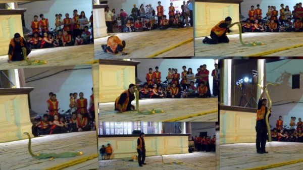 Snake Performer patting and kissing his 16-ft King Cobra a few times during his amazing performance.